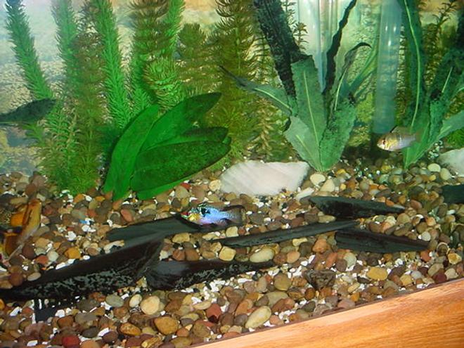 freshwater fish - papiliochromis ramirezi - german blue ram stocking in 125 gallons tank - Couple of my rams