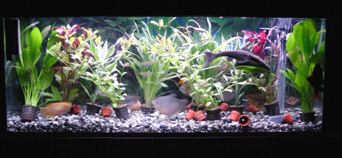 30 gallons planted tank (mostly live plants and fish) - it is a jewel 120 with 10 plants, an under gravel filter with powerhead for water flow. fluval 304 and air pump for air birck. has about 40 fish, sissor tails, moonlight garami, black neons, cardinals , 9" plec, a yellow and white angel and alot more. t8 lighting Aqua glow single 30" tube