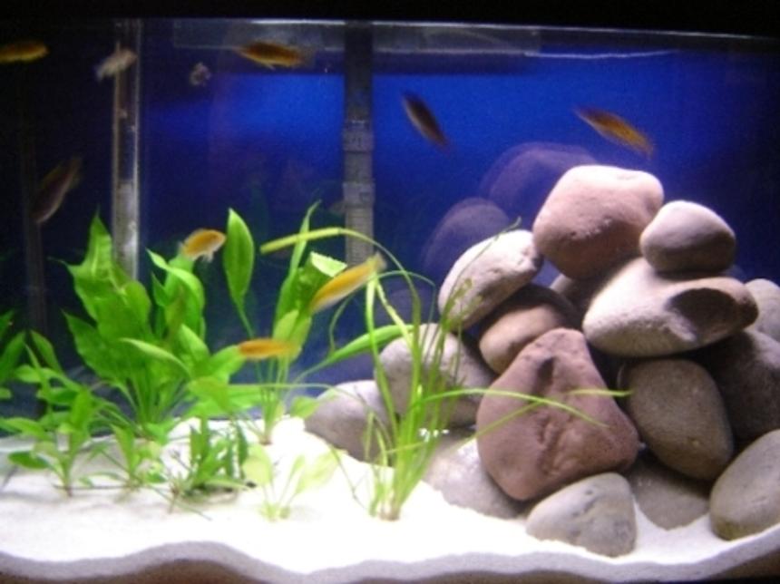 Rated #171: 29 Gallons Planted Tank - 29 gallon African Cichlid tank with 4 swords, 1 valisneria, 1 java fern, and 12 fish (2 electric yellows, 4 electric blues, 2 albino socolofis, 2 yellow fined aceis, 2 zebra peacocks)