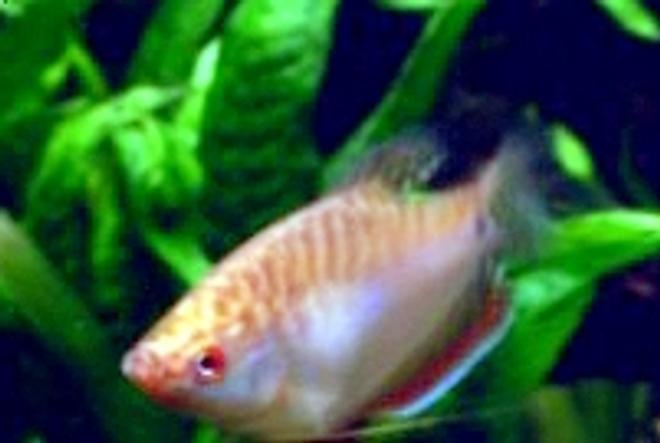 freshwater fish - sphaerichthys osphromenoides - chocolate gourami stocking in 85 gallons tank - How still can a fish get?