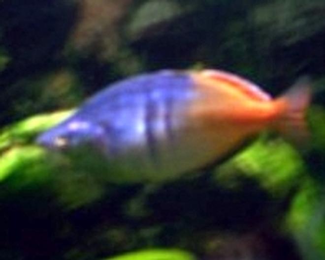 freshwater fish - hyphessobrycon colimbianus - red/blue columbian tetra stocking in 85 gallons tank - .