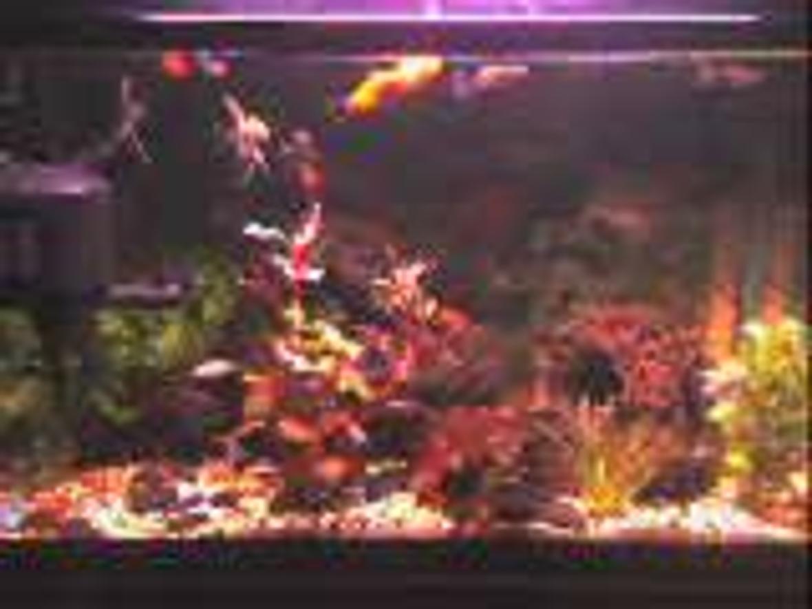 5 gallons freshwater fish tank (mostly fish and non-living decorations) - I got this hobby when my father started to buy new fish tank for himself.So everyday i watch the angel fish playing and the decoration was beautiful n it just 2 ft tank.So last month i try it n bought myself 2 ft fish tank,n i decorate it n my father is proud of me...So if u hav the interest n sincere with the hobby u will succed.Bt still i got a lot of things to learnt.So im very enthusiatict n buy alot of books n finf at the intenet.So one day my achieve is goin to buy at least 6ft tank.Thats my dreamz.....