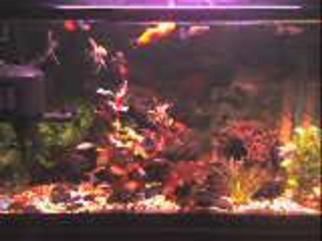 5 gallons freshwater fish tank (mostly fish and non-living decorations) - I got this hobby when my father started to buy new fish tank for himself.So everyday i watch the angel fish playing and the decoration was beautiful n it just 2 ft tank.So last month i try it n bought myself 2 ft fish tank,n i decorate it n my father is proud of me...So if u hav the interest n sincere with the hobby u will succed.Bt still i got a lot of things to learnt.So im very enthusiatict n buy alot of books n finf at the intenet.So one day my achieve is goin to buy at least 6ft tank.Thats my dreamz.....