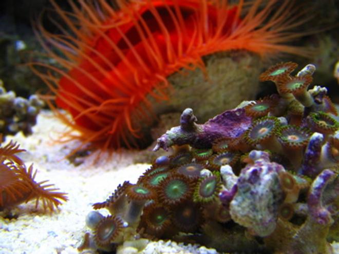 corals inverts - zoanthus sp. - colony polyp stocking in 46 gallons tank - Polyps closeup