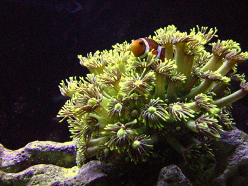 corals inverts - goniopora sp. - flower pot coral stocking in 46 gallons tank - Clown and flowerpot (color corrected)
