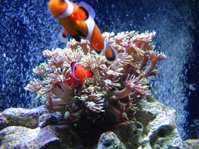 saltwater fish - amphiprion percula - true percula clownfish stocking in 46 gallons tank - Clowns playing