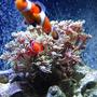 saltwater fish - amphiprion percula - true percula clownfish stocking in 46 gallons tank - Clowns playing