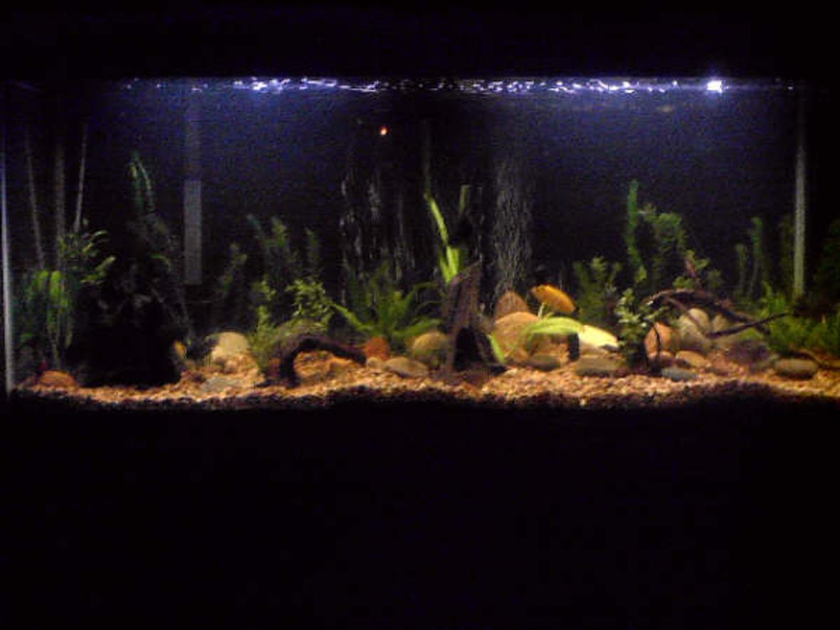 55 gallons planted tank (mostly live plants and fish) - my 55 gallon tank. i have only had it for 3 months, so i can't wait to see how it looks later.