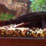 freshwater fish - hypostomus punctatus - trinidad pleco stocking in 25 gallons tank - my pleco