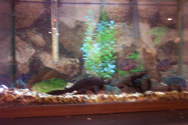 25 gallons freshwater fish tank (mostly fish and non-living decorations) - My 35 gallon tank with convicts, plecos, etc.