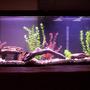25 gallons freshwater fish tank (mostly fish and non-living decorations) - My 55 gallon tank with a top fin 60 whisper filter and heater.