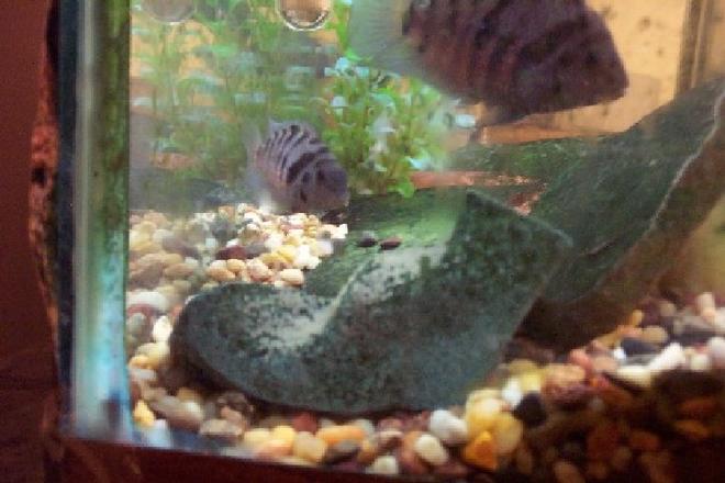 freshwater fish - archocentrus nigrofasciatus - black convict cichlid stocking in 25 gallons tank - mama convict and notice the eggs on the rock.