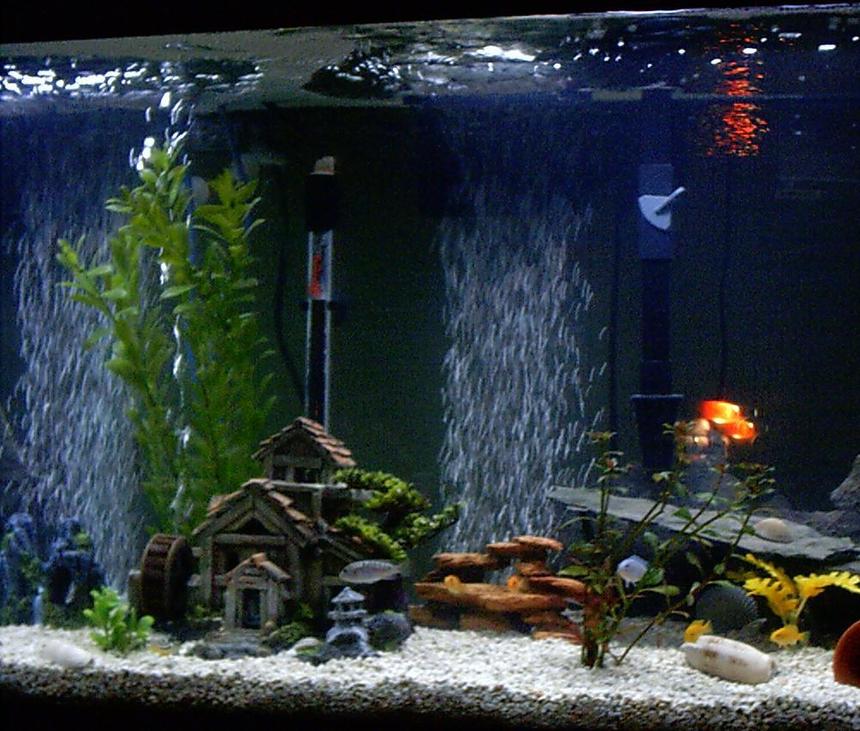 Rated #2424: 55 Gallons Freshwater Fish Tank - 55 gal African Cichlid tank