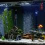 55 gallons freshwater fish tank (mostly fish and non-living decorations) - 55 gal African Cichlid tank