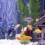 freshwater fish - labidochromis caeruleus - electric yellow cichlid stocking in 55 gallons tank - African Cichlids