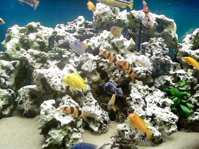 66 gallons freshwater fish tank (mostly fish and non-living decorations) - this is my tank its crystal clear cause of the fx5 and 304 externals linked into a 6watt uv