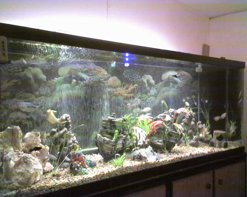 Rated #176: 150 Gallons Freshwater Fish Tank - this is my 150Gal. tank im still working on it