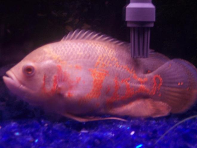 freshwater fish - astronotus ocellatus - tiger oscar stocking in 55 gallons tank - Big Poppa, albino tiger oscar