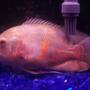 freshwater fish - astronotus ocellatus - tiger oscar stocking in 55 gallons tank - Big Poppa, albino tiger oscar