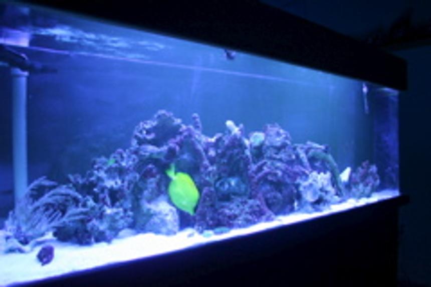 Rated #149: 100 Gallons Reef Tank - The Blue Light!!!!!!!