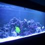 100 gallons reef tank (mostly live coral and fish) - The Blue Light!!!!!!!