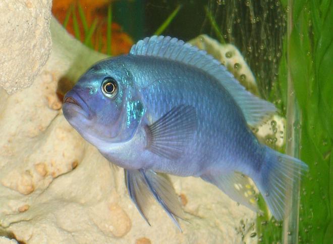 freshwater fish - maylandia callainos - blue cobalt cichlid stocking in 55 gallons tank - I belive this is a 
Cobalt Blue Zebra Cichlid
Metriaclima callainos