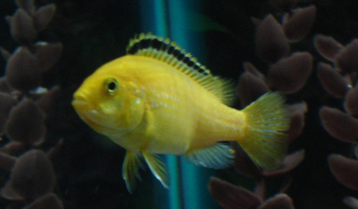 freshwater fish - labidochromis caeruleus - electric yellow cichlid stocking in 55 gallons tank - Electric Yellow Lab