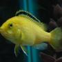 freshwater fish - labidochromis caeruleus - electric yellow cichlid stocking in 55 gallons tank - Electric Yellow Lab