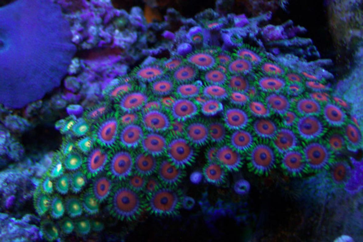 corals inverts - zoanthus sp. - button polyp stocking in 46 gallons tank - A good shot of my red and green zoos