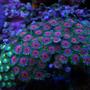 corals inverts - zoanthus sp. - button polyp stocking in 46 gallons tank - A good shot of my red and green zoos
