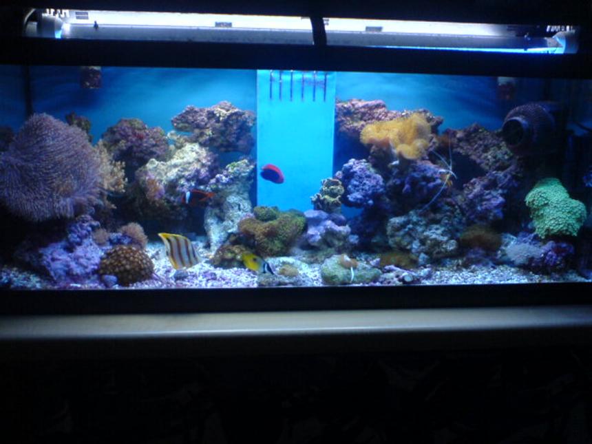 Rated #98: 70 Gallons Reef Tank - My 4ft Reef Tank