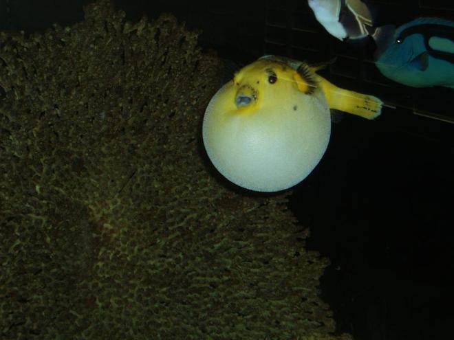 saltwater fish - arothron meleagris - arothron golden puffer stocking in 240 gallons tank - A Hawaiin Golden Puffer!! This is one of the most AMAZING things I have ever seen and was just lucky to capture it and share with you.  Enjoy! -Little Utah Tanks