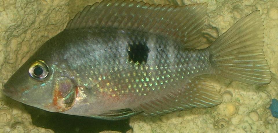 freshwater fish - thorichthys meeki - firemouth cichlid stocking in 55 gallons tank - My Infant Firemouth Cichlid