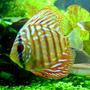 freshwater fish - red spotted green discus stocking in 46 gallons tank - "Tank" - Red Spotted Green Discus - 1.5". This little guy thinks he rules the aquarium. He tries to chase all the other discus, who are up to more than twice his size!