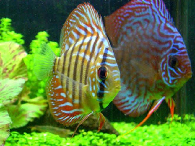 freshwater fish - red spotted green discus stocking in 46 gallons tank - "Tank and Bertha" - Red Spotted Green Discus - 1.5" and 3.5"