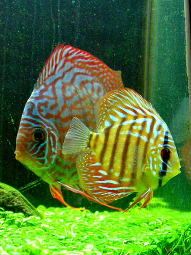 freshwater fish - symphysodon spp. - snakeskin discus stocking in 46 gallons tank - "Tank and Bertha" - Red Spotted Green Discus - 1.5" and 3.5"
