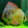 freshwater fish - symphysodon spp. - snakeskin discus stocking in 46 gallons tank - "Tank and Bertha" - Red Spotted Green Discus - 1.5" and 3.5"