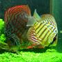 freshwater fish - red spotted green discus stocking in 46 gallons tank - "Tank and Bertha" - Red Spotted Green Discus - 1.5" and 3.5"