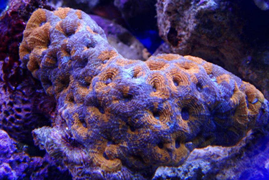 Rated #61: Corals Inverts - Acanthastrea Sp. - Acan Stocking In 100 Gallons Tank - my latest addition acan