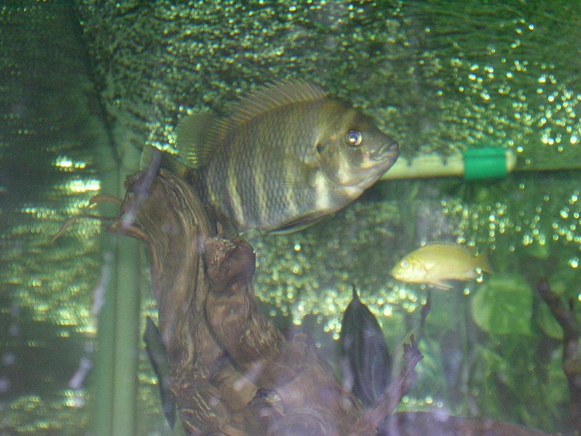 freshwater fish - nandopsis octofasciatum - jack dempsey stocking in 130 gallons tank - Love it!