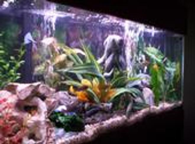 55 gallons freshwater fish tank (mostly fish and non-living decorations) - My tank now in TX