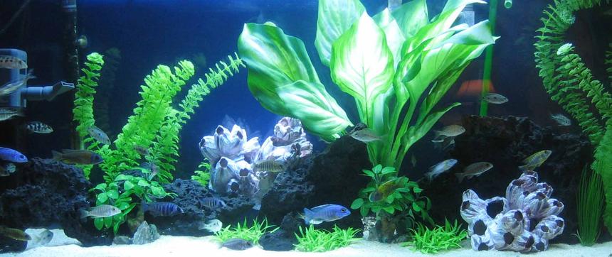 Rated #128: 55 Gallons Planted Tank - Cichlid Tank