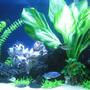 55 gallons planted tank (mostly live plants and fish) - Cichlid Tank