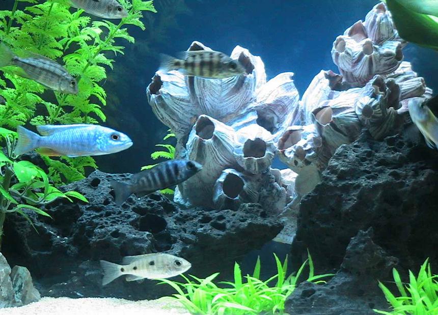 Rated #1565: Freshwater Fish - Aulonocara Stuartgranti - Peacock Cichlid Stocking In 55 Gallons Tank - Peacock Cichlids