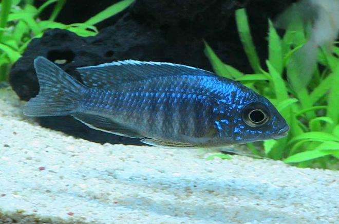 freshwater fish - aulonocara stuartgranti - peacock cichlid stocking in 55 gallons tank - Peacock Cichlid