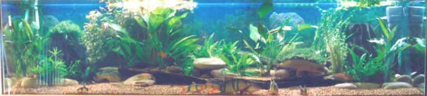 Rated #141: 250 Gallons Freshwater Fish Tank - community tank
