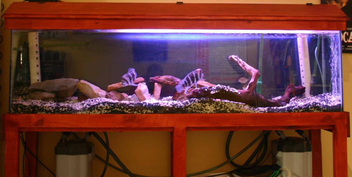 80 gallons freshwater fish tank (mostly fish and non-living decorations) - Frontosa Tank (Without Flash)