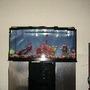 72 gallons freshwater fish tank (mostly fish and non-living decorations) - 72 gallong bowfront