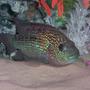 freshwater fish - nandopsis octofasciatum - jack dempsey stocking in 75 gallons tank - Jack dempsey