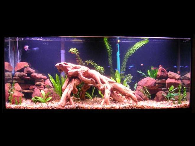 planted tank (mostly live plants and fish) - My first planted tank(55 gal.).Tank is about 5 months old now. Amazon swords, other swords,red ludwigia, moneywort, java fern, "frill plant?", some other unknowns. 2-Powder Blue Gouramis, 13-Neons, 2-Harlequin Rasboras, 1-Pleco, 3- guppies, 2- leopard Danios, snails and ghost shrimp. No C02 or special substrate. It's still a work in progress.